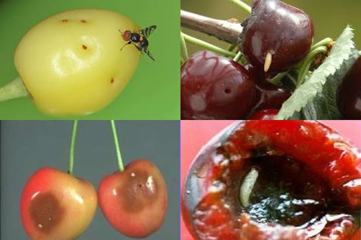 Kirazda kurtlanmaya sebep olan kiraz sineğine karşı nasıl mücadele edilir Kirazda kurtlanmaya sebep olan kiraz sineğine karşı nasıl mücadele edilir